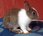 Netherland Dwarf Nd Baby Rabbit-2 - Netherland Dwarf Rabbit