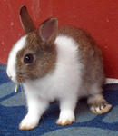 Netherland Dwarf Nd Baby Rabbit-2 - Netherland Dwarf Rabbit