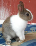 Netherland Dwarf Nd Baby Rabbit-2 - Netherland Dwarf Rabbit