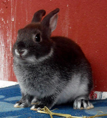 Netherland Dwarf Nd Baby Rabbit-3 - Netherland Dwarf Rabbit