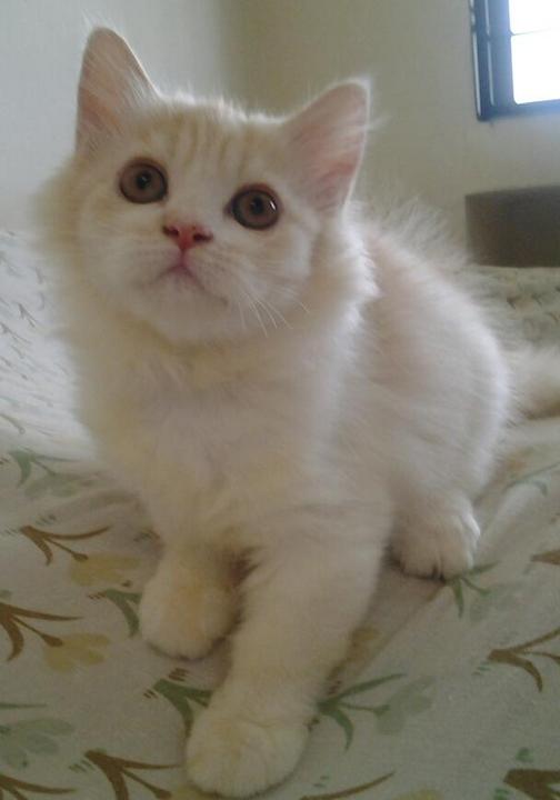 Persian + Maine Coon Kitten Sold - 8 Years 5 Months, Maine Coon Mix ...