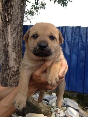 Cutie Male Puppies @ Serdang - Mixed Breed Dog