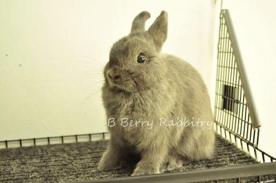 Netherland Dwarf - Blue 3 - Netherland Dwarf Rabbit