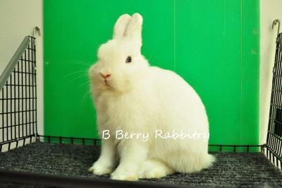 Netherland Dwarf - Bew 3 - Netherland Dwarf Rabbit