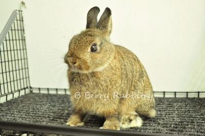 Netherland Dwarf - Chestnut 11 - Netherland Dwarf Rabbit