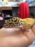 Leopard Gecko  - Gecko Reptile