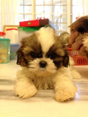 Shih Tzu Tri Color Small Breed Type - Shih Tzu Dog