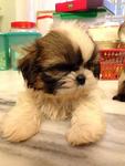 Shih Tzu Tri Color Small Breed Type - Shih Tzu Dog