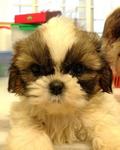 Shih Tzu Tri Color Small Breed Type - Shih Tzu Dog