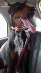 Doberman Mix Great Dane - Doberman Pinscher + Great Dane Dog