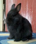 Dwarf Angora Baby Rabbits - Dwarf + Angora Rabbit Rabbit