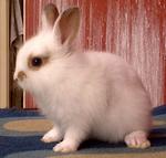 Hotot Dwarf Mix Baby Rabbit - Dwarf + Hotot Rabbit