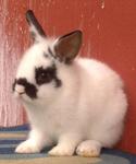 Hotot Dwarf Mix Baby Rabbit - Dwarf + Hotot Rabbit