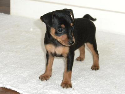 Miniature Pinscher Puppy Sold - 2 Months, Cutie Mini 