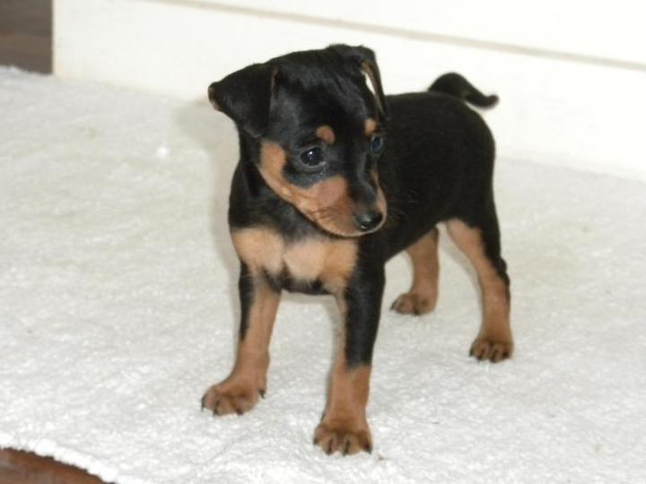 miniature-pinscher-puppy-sold-2-months-cutie-mini-pinscher-puppy