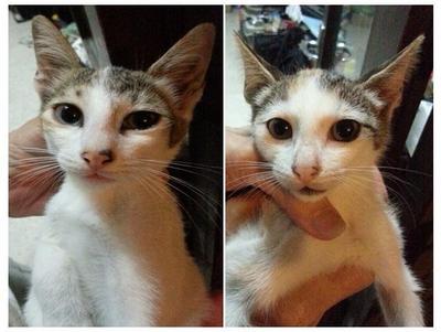 2eyes - Turkish Angora + Bengal Cat