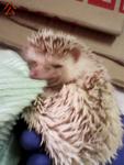 Sale Of A Pair Of Adult Hedgehog - Hedgehog Small & Furry