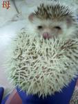 Sale Of A Pair Of Adult Hedgehog - Hedgehog Small & Furry