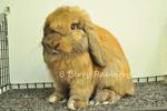 Holland Lop - Tort 31 - Holland Lop Rabbit