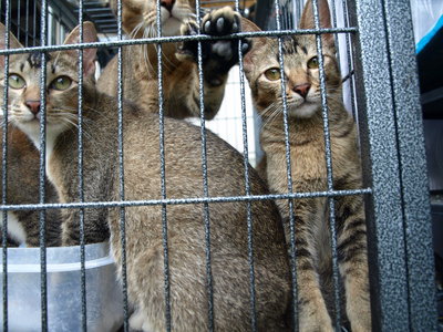 Keen,roku,stow,curly,browny - Domestic Medium Hair Cat