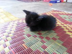 Blacky - Domestic Short Hair Cat