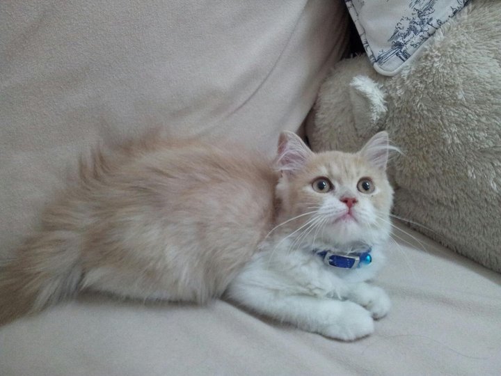 Ragamuffin Kitten Owner's Pet - 10 Years 9 Months, Caramel Cream Puff ...