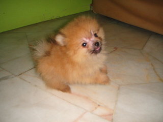  Pom Pom  - Pomeranian Dog