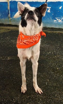 D15(110109)  - Mixed Breed Dog