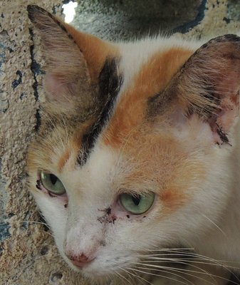 C3 Peekaboo - Domestic Short Hair Cat