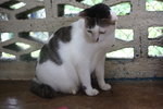 C2 Tiga - Domestic Short Hair Cat