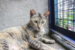 C3 Rosa - Domestic Short Hair Cat