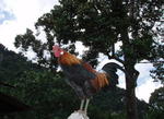 Pic 2 - Ayam Hutan (Pure breed) 