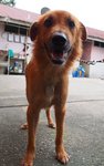 D141 (191209) - Mixed Breed Dog