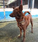 D165 (141111) - Mixed Breed Dog