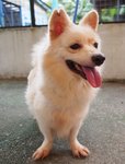 D217 (260113) - Spitz Mix Dog