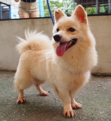 D217 (260113) - Spitz Mix Dog