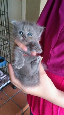 Domestic Medium Hair Kittens Sold - 6 Years, Grey from Skudai, Johor