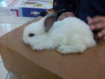 Cuddle The Rabbit - Angora Rabbit Rabbit