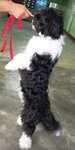 Benji 2th - Portuguese Water Dog Dog