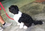 Benji 2th - Portuguese Water Dog Dog