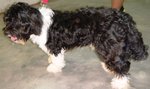 Benji 2th - Portuguese Water Dog Dog