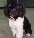 Benji 2th - Portuguese Water Dog Dog