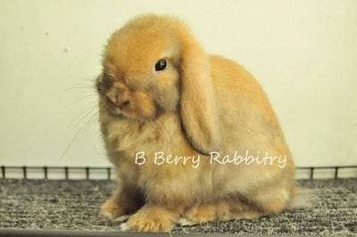 Holland Lop - Tort 284 - Holland Lop Rabbit