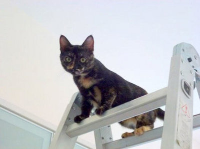 Mena - Tortoiseshell  - Tortoiseshell Cat