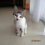 Navy - Domestic Short Hair Cat