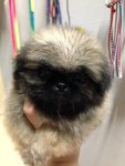 Sable Pekingese For Sale - Pekingese Dog