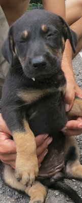 Blackie - Mixed Breed Dog