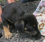 Blackie - Mixed Breed Dog