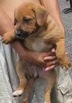 Brown Brown - Rhodesian Ridgeback Mix Dog