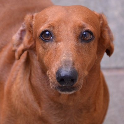 Ruby - Dachshund Dog